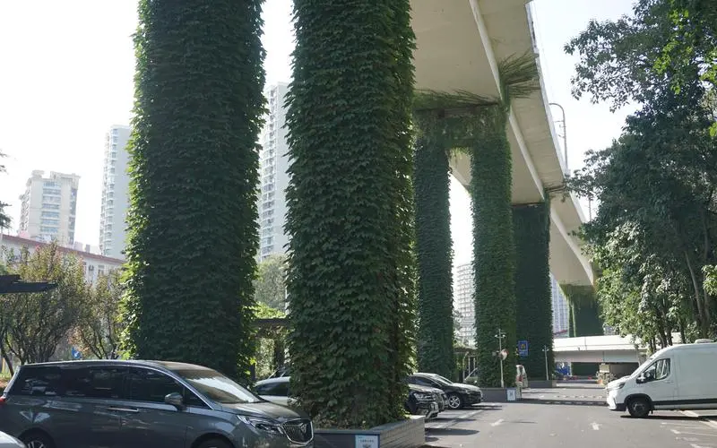 太原城市绿化的红叶植物