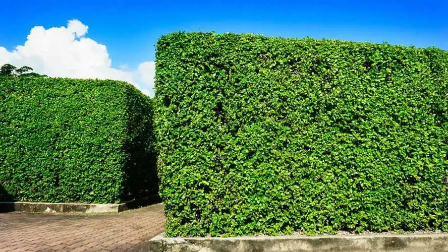 创意营销：绿化景观色设计在商业广告中的应用。