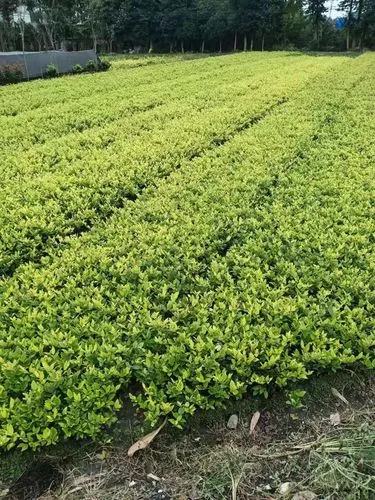 别墅双层小园林景观设计